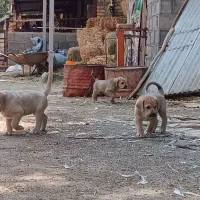 توله سگهای نرافغان