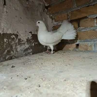کفتر دم چتری ماده