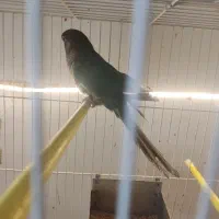 گرینچیک جوجه تراکویس۲عدد ردچیک سانچیک مونچیک|پرنده|مشهد, آزادشهر|دیوار