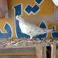 دو جفت کفتر اس پرشی خال قدیم|پرنده|گرگان, |دیوار