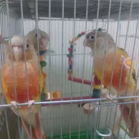 جفت گرینچیک آناناسی...|پرنده|طبس, |دیوار