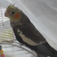 عروس هلندی سخنگو