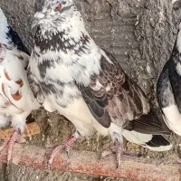 کبوتر شازده پرشی