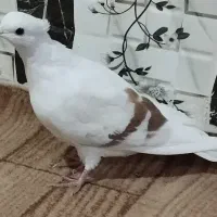 کبوتر