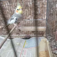 عروس هلندی|پرنده|تهران, بیسیم|دیوار