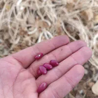 لوبیا قرمز درجه ۱ لرستان محصول تازه امسال