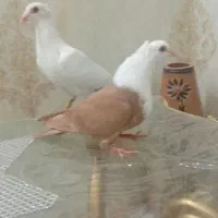 کفتر سفید دم زرد کاکلی ساده خال طوقی سینه کربلایی