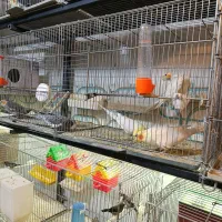 عروس هلندی و مرغ عشق یجا