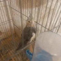 جوجه عروس هلندی گم شده فرطان کهنه