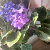 گل بنفشه|گل و گیاه طبیعی|شاندرمن, |دیوار