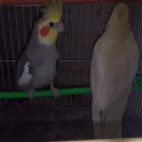 جفت عروس هلندی