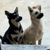 سگ مینیاتور پینچر