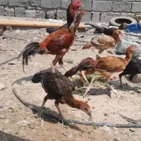 خروس لاری رودان کهنشوییه|حیوانات مزرعه|بیکاه, |دیوار