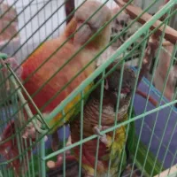 جفت گرینچیک دستی سخنگو