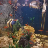 آکواریوم شرکتی شیشه خم بسیار زیبا به همراه ماهی