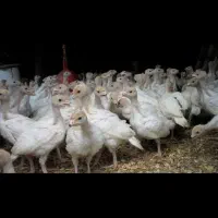 فروش ویژه بوقلمون بیوتی نیمچه