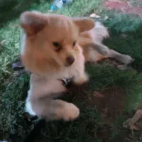 پامر نر ۱۸ ماهه