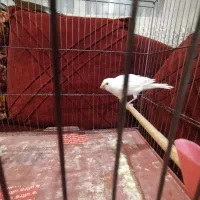 قناری نر ریزه خون