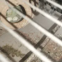 مرغ عشق رینبو