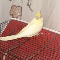 عروس هلندی|پرنده|بم, |دیوار