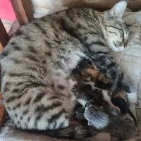 گربه