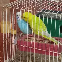 جفت مرغ عشق|پرنده|برازجان, |دیوار
