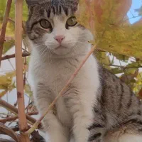 گربه خونگی خیلی اروم و مهربون|گربه|سلماس, |دیوار