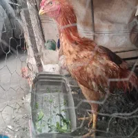 یک جفت خروس لاری