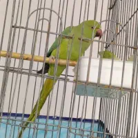 ملنگو 7ماهه نیمه رامه