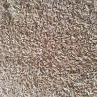 فروش گندم دیم