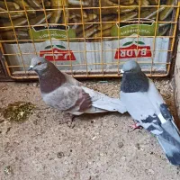 پرنده کبوتر