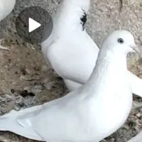 کبوتر سفید مهر پس گردن دار زینتی و بمبوئی