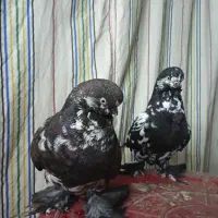 کبوتر لانگ فیس