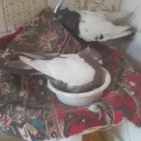 کبوترالمانی