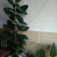 گل فیکوس|گل و گیاه طبیعی|تربت‌حیدریه, بهشت عسکری|دیوار