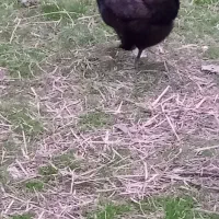 مرغ وخروس وجوجه نیمچه محلی