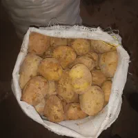 فروش سیب زمینی اگریا وجیلی درجه یک