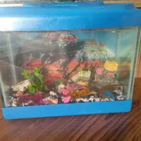 آکواریوم رو میزی