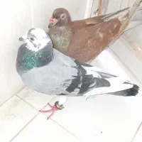 دوتا نر خطر ناک