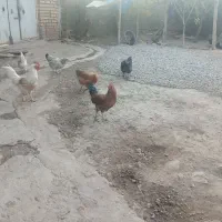 مرغ جوان توتک بومی|حیوانات مزرعه|بروجن, |دیوار