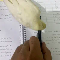 پرنده گمشده