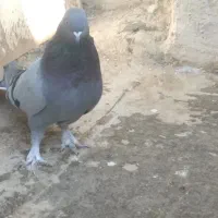 اصفهانی اصیل|پرنده|اصفهان, پوریای ولی|دیوار