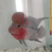 ماهی فلاور هورون