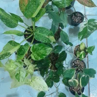 بنفشه ،مانسترا تای،سینگونیوم بلک ،کنتیا|گل و گیاه طبیعی|مشهد, حسابی جنوبی (شهرک غرب)|دیوار