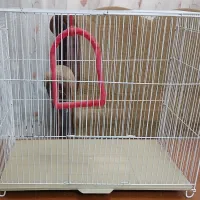 قفس پرنده|لوازم جانبی حیوانات|مشهد, چهارچشمه|دیوار