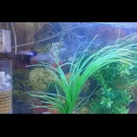 اکواریوم با ماهی|ماهی|ری, دولتآباد|دیوار