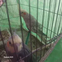 یک جفت عروس هلندی تخم گذار وخوب