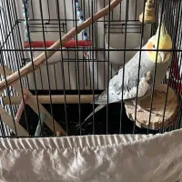 عروس هلندی نرگل باقالی ازسرلاکی دست خودم بوده