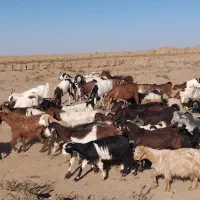 بزجوان شش نهصد      بزغاله چاق پنج هفصد