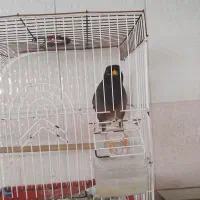 مرغ مینا